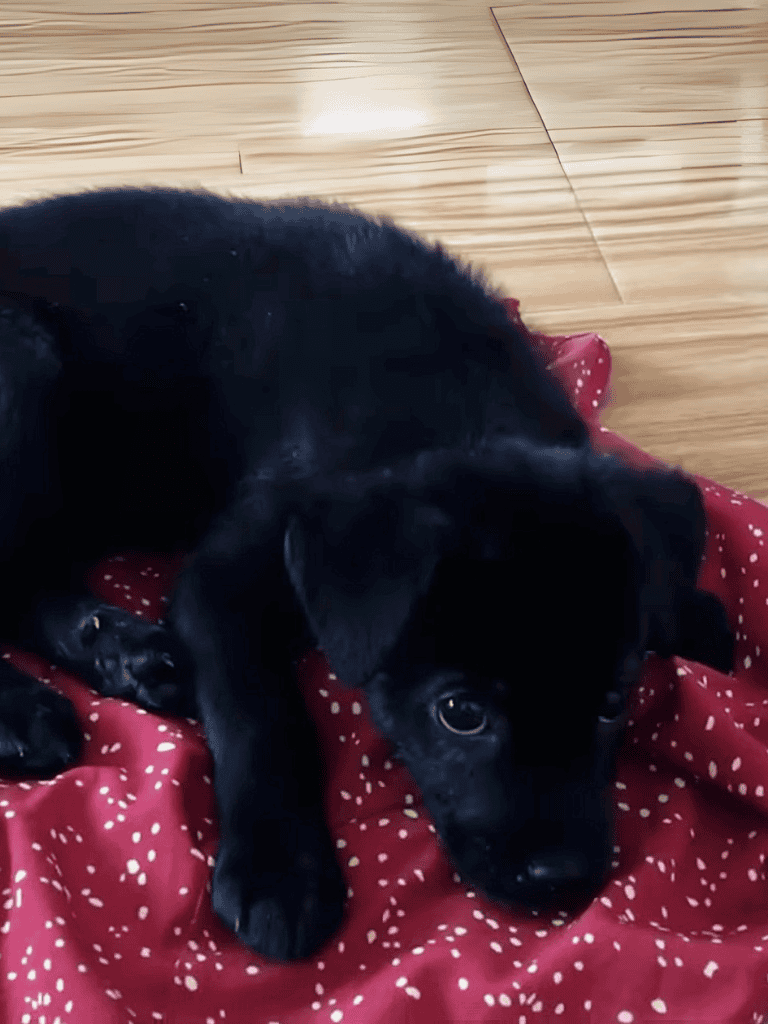 Adorable black puppy lying on red polka dot blanket, relaxing indoors.