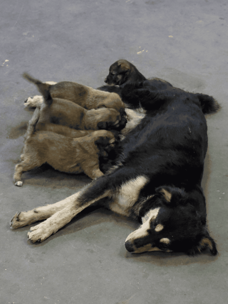 Adorable puppies playing with an adult dog on a concrete floor, showcasing dog companionship and playful behavior.