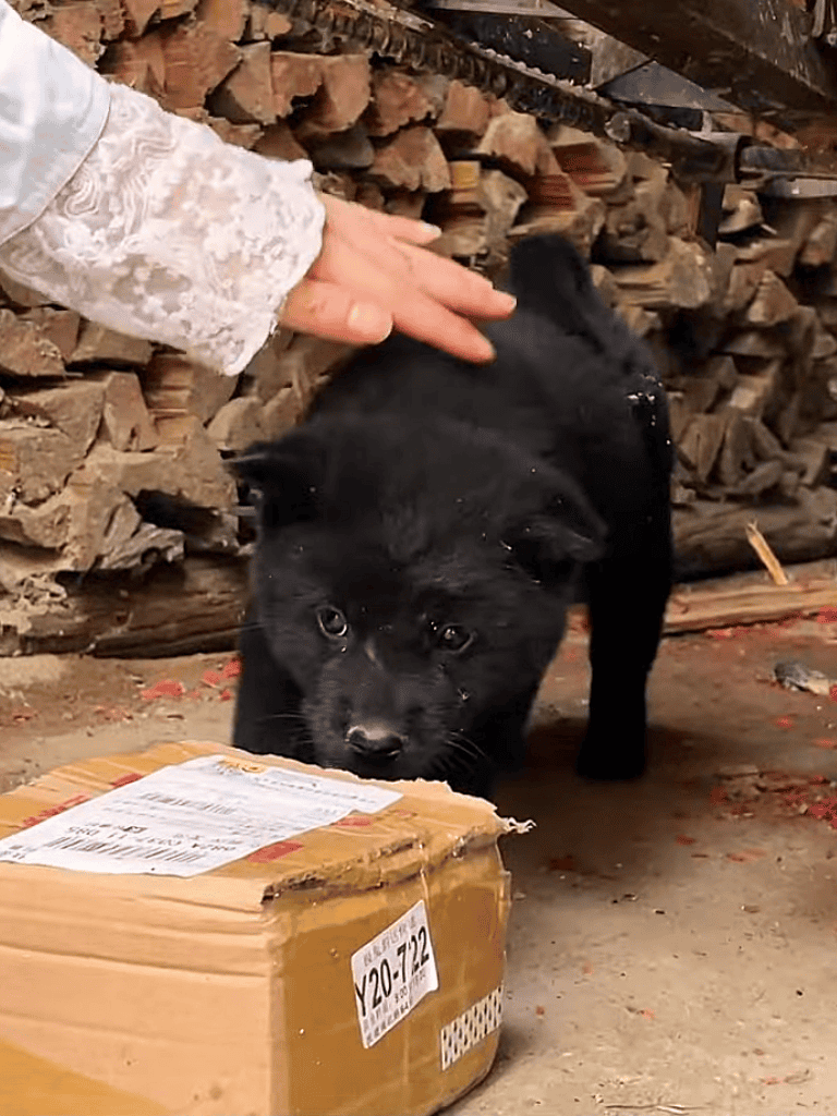 Adorable black puppy exploring with human interaction. Perfect for pet lovers and dog adoption tips.