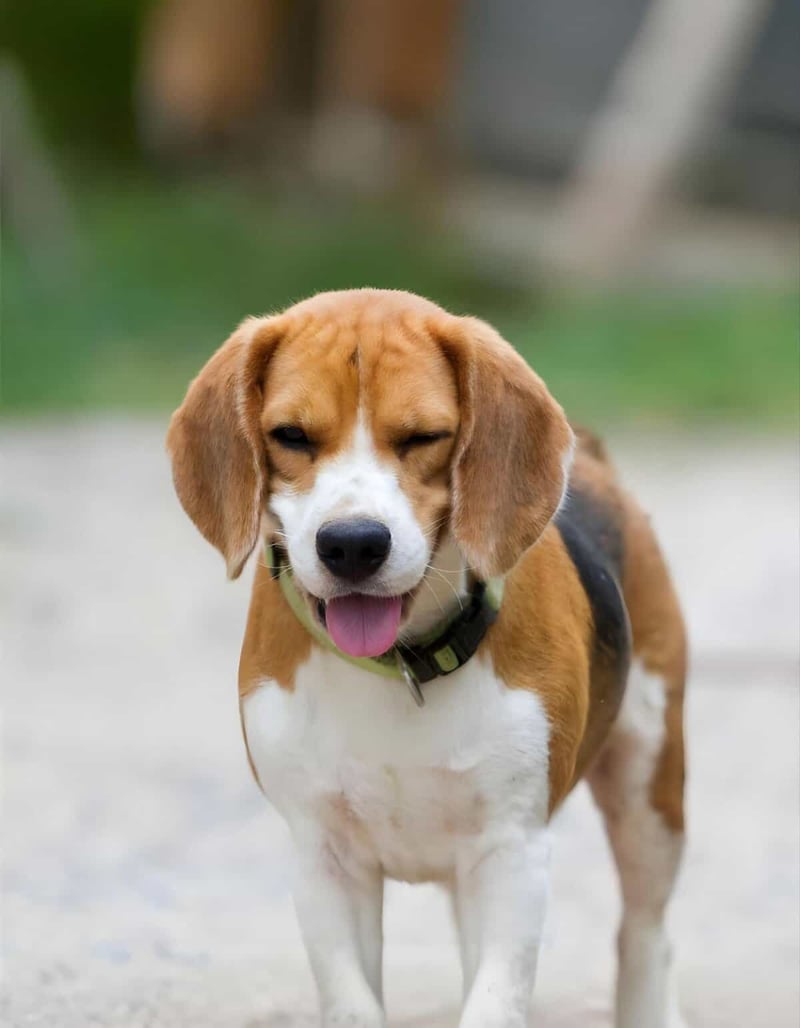 Happy Beagle dog with expressive face, standing on a natural background.