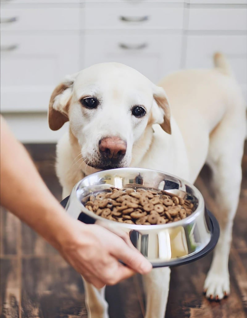 Dog eating kibble from stainless steel bowl outdoors.