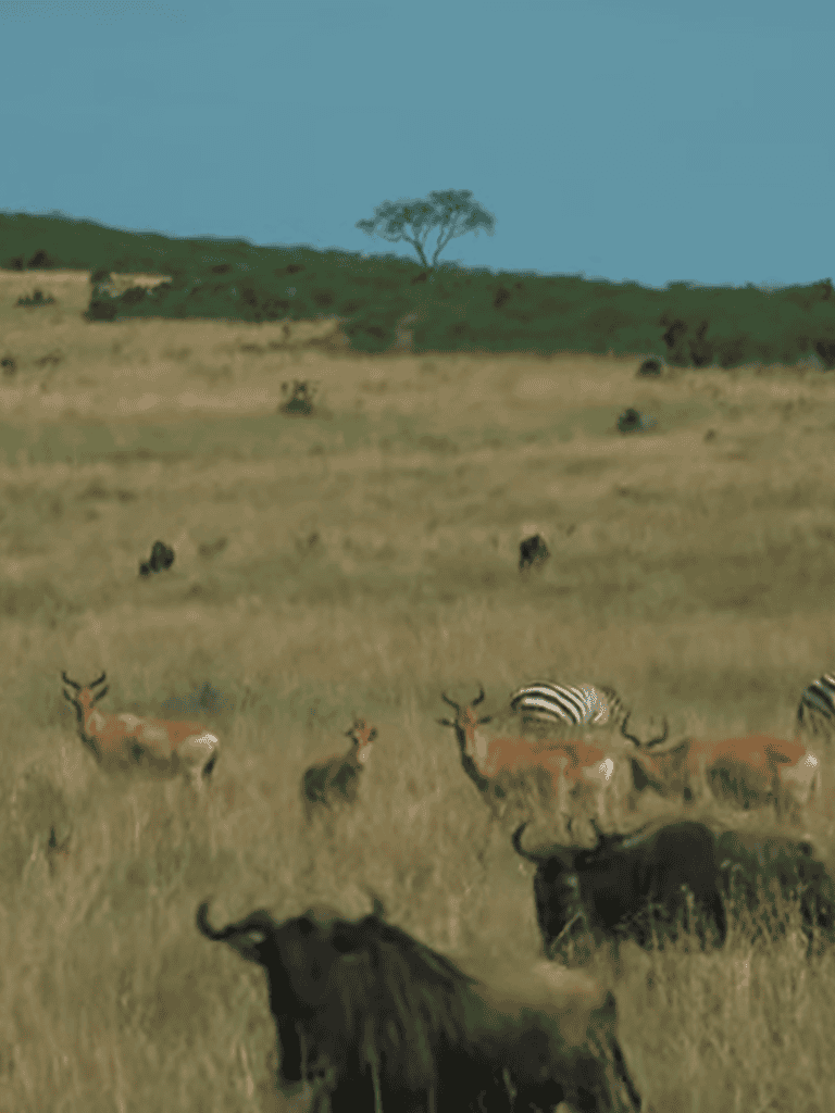 Wildlife scene with lions, zebras, and wildebeests in natural habitat.