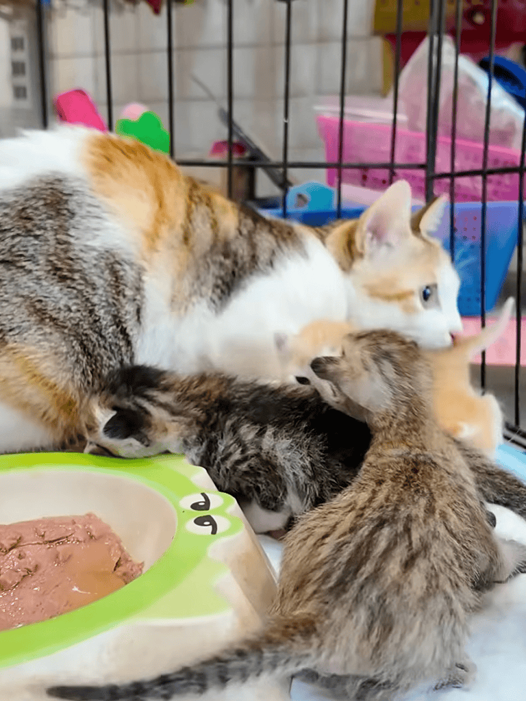 Alt text: Adorable mother cat nursing playful kittens in a cozy cage setting.