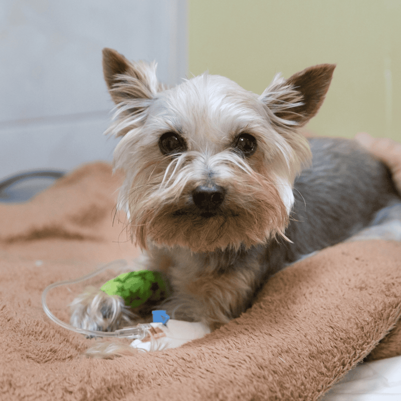 Close-up of a cute small dog with IV bandage on its paw during veterinary treatment. Veterinary assistance for pets.