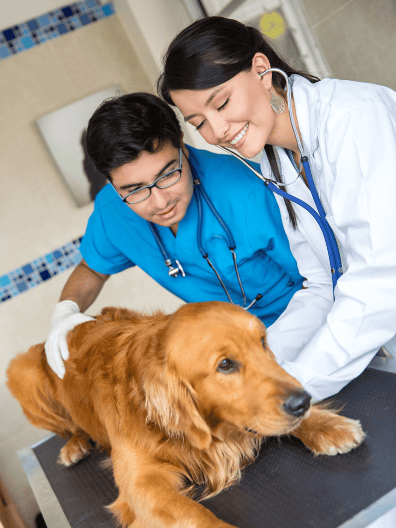 Veterinarian examining a golden retriever at pet clinic.