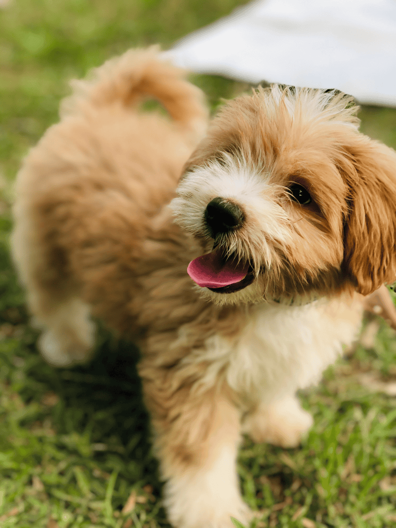 Adorable fluffy puppy playing on green grass, showcasing joyful canine expression and excitement.