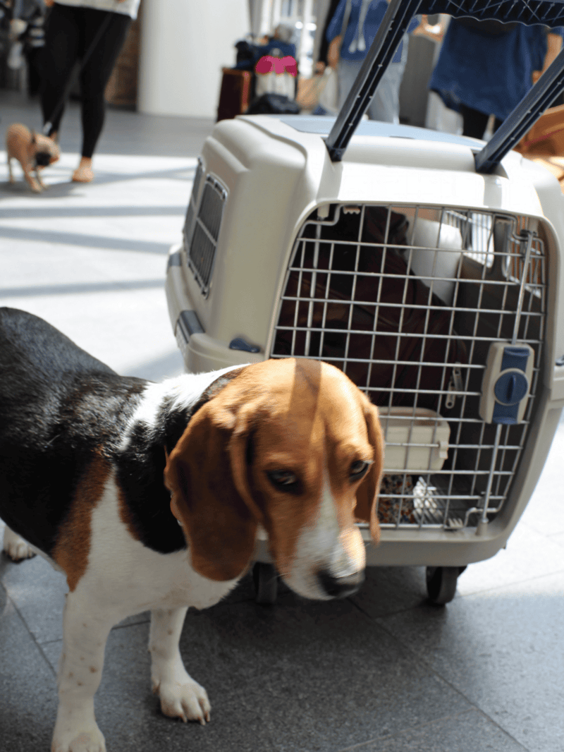 Dog crate for pet travel and transportation on Dogfix.
