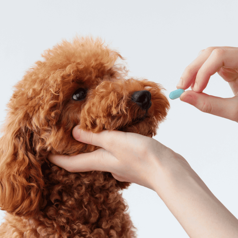 A person gives medication to a cute brown Poodle dog, emphasizing pet health and care.