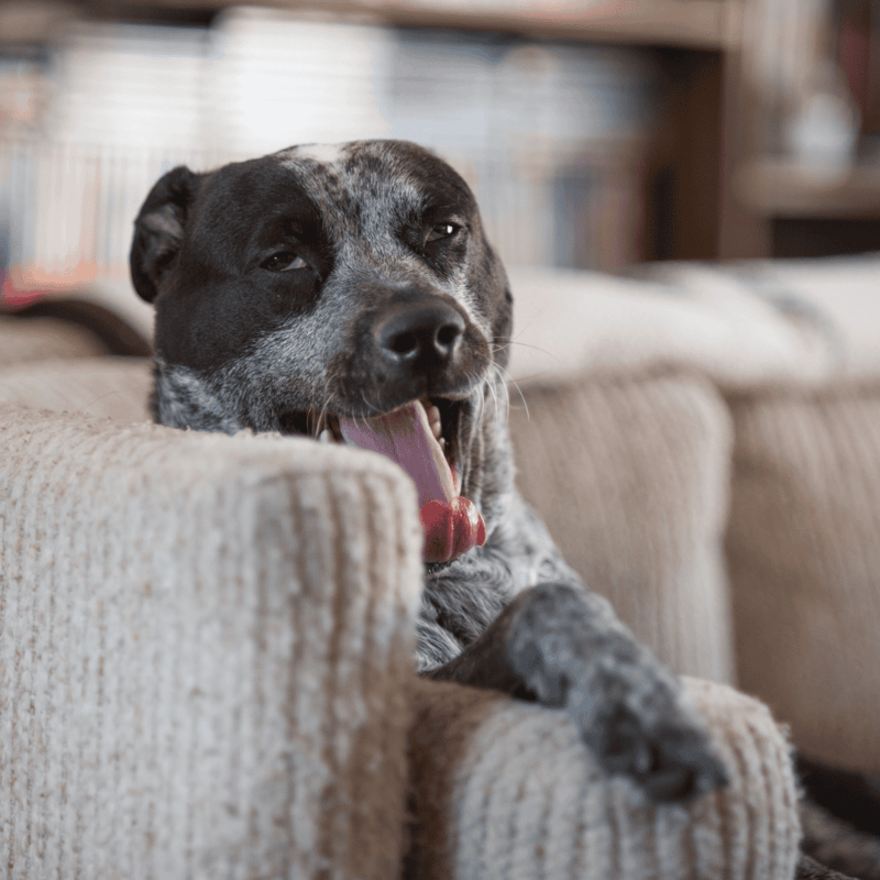 Dog yawning on comfy sofa, adorable pet relaxation scene for dog lovers.