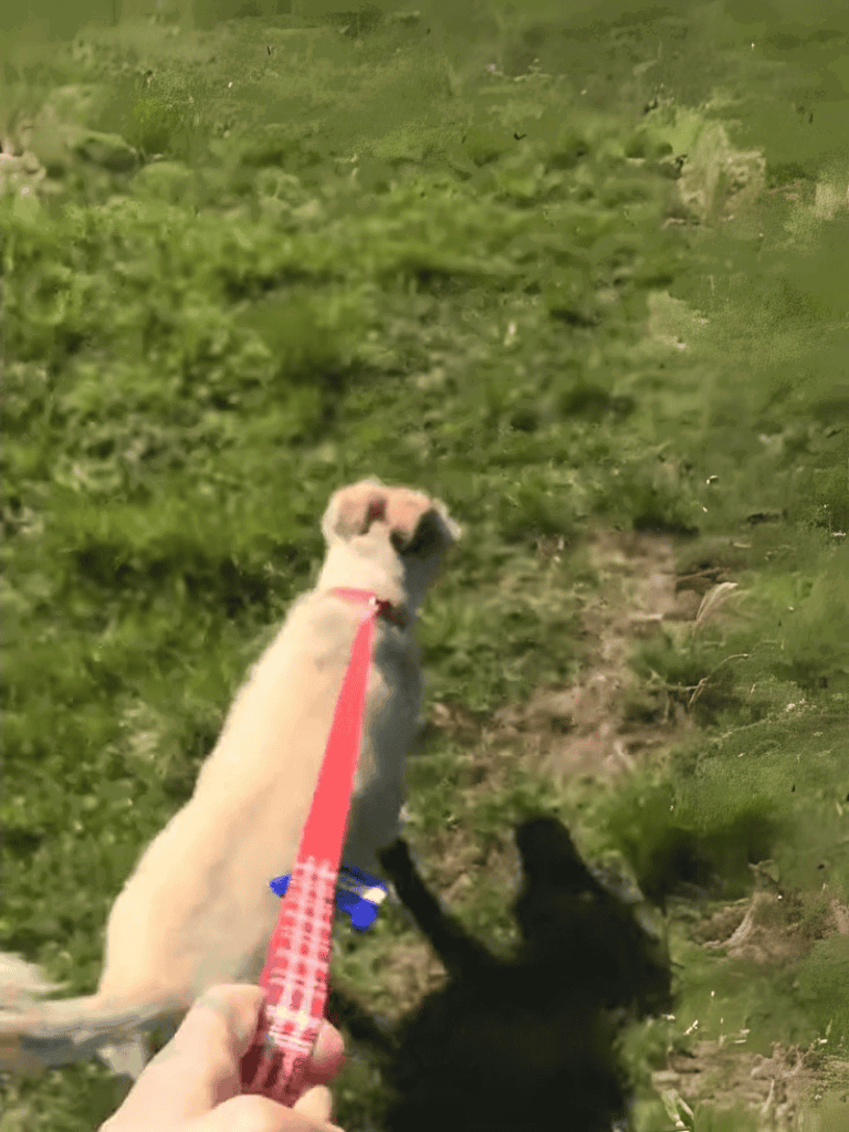 Dog walking outdoors on grassy trail with shadow of another dog beside it.