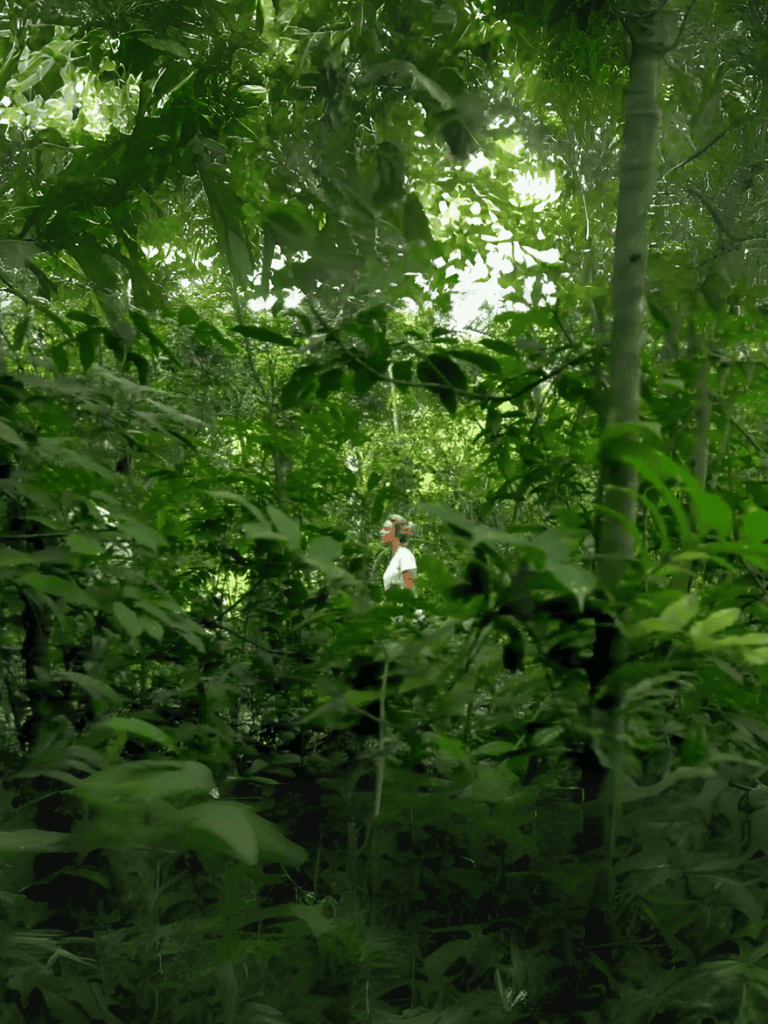 Dense jungle with lush green leaves and a person walking through the forest.