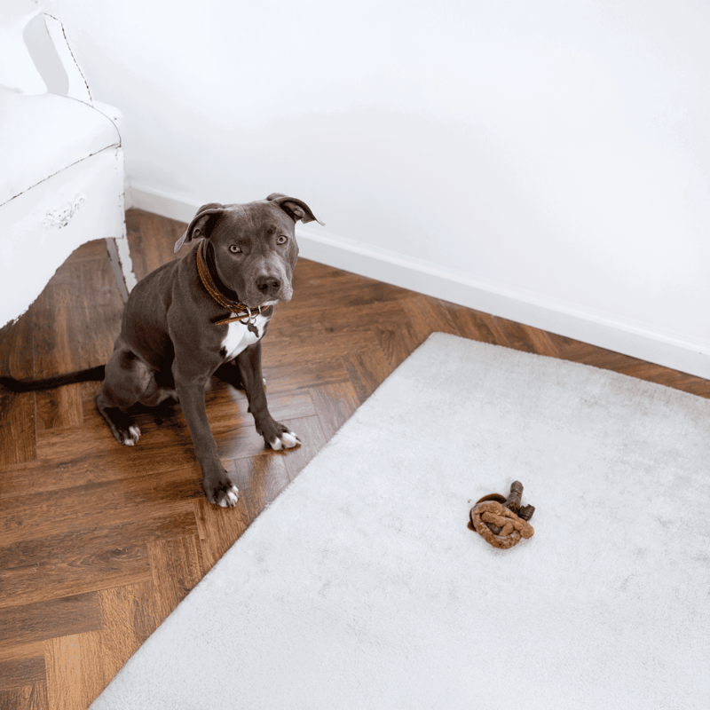 Dog patience, training, calm behavior, dog toys, pet care.