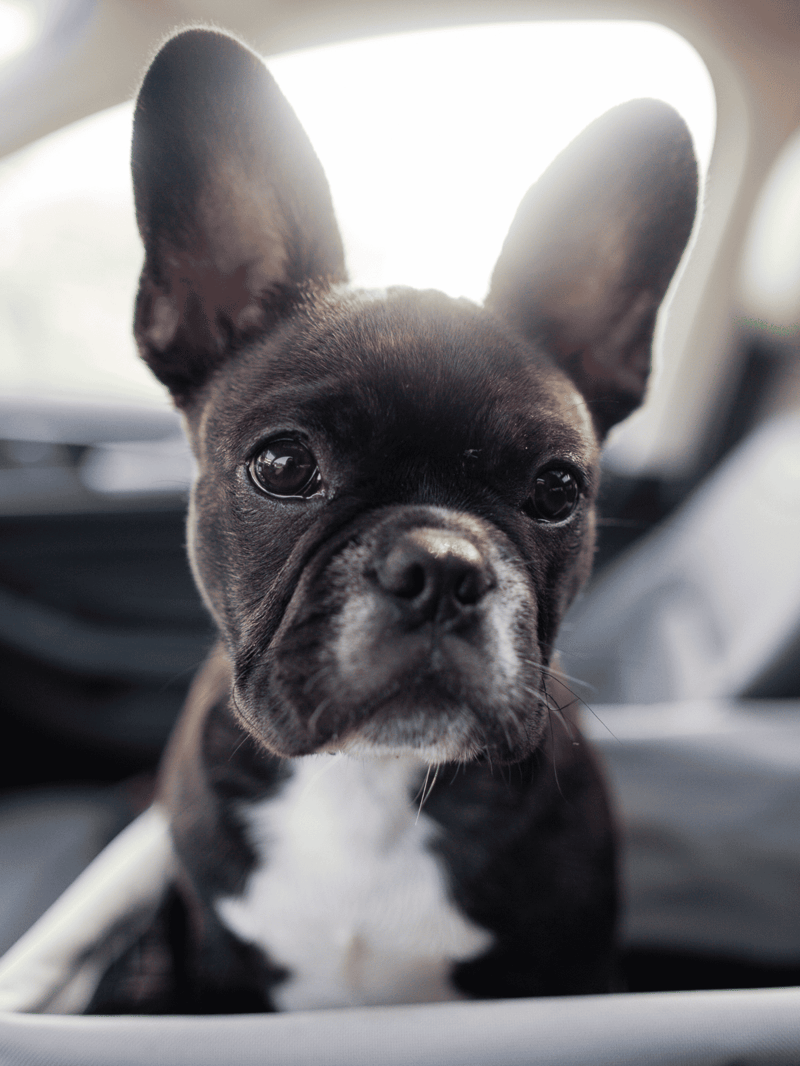 Adorable black and white French Bulldog puppy sitting in a car seat with attentive expression.