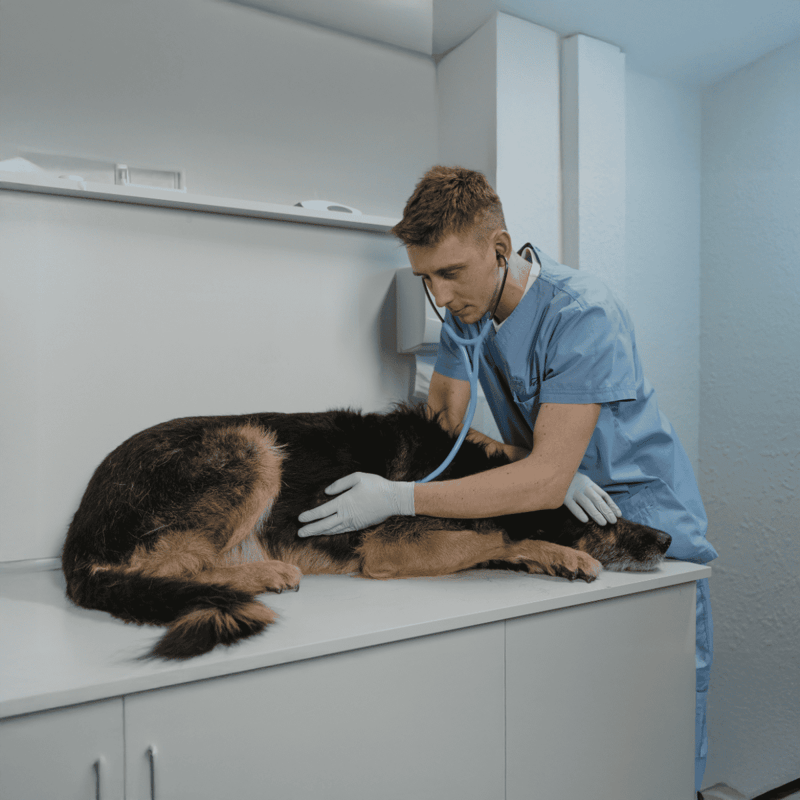 Veterinarian examining dog at clinic.