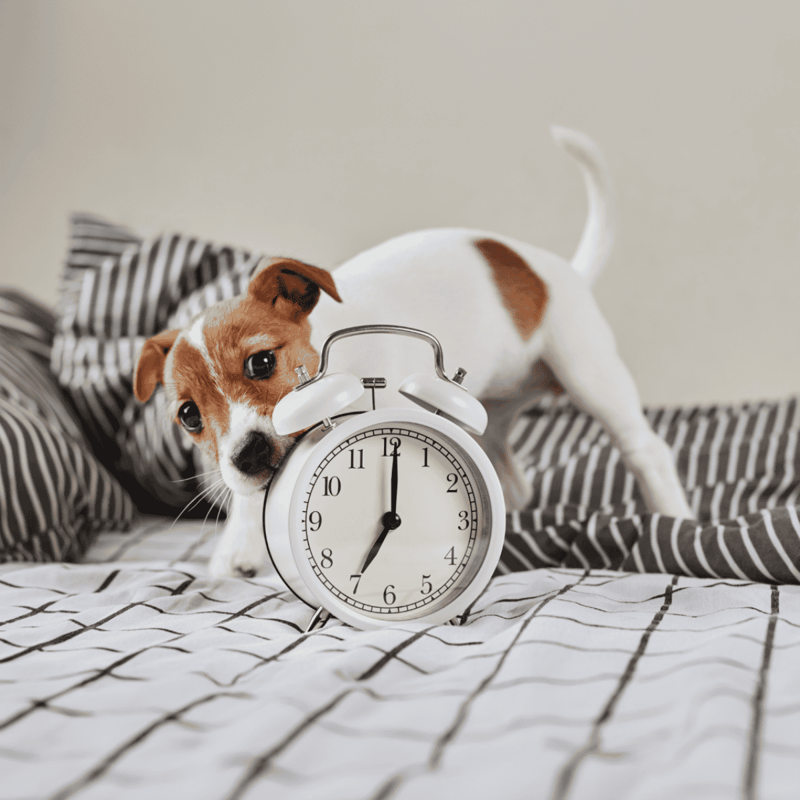 Adorable puppy interacting with a white alarm clock on a striped bed. Perfect for pet care, dog training, and early morning routines.