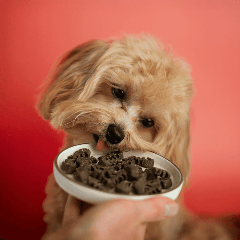 Adorable puppy enjoying healthy dog treats in a bowl, perfect for pet nutrition and training.