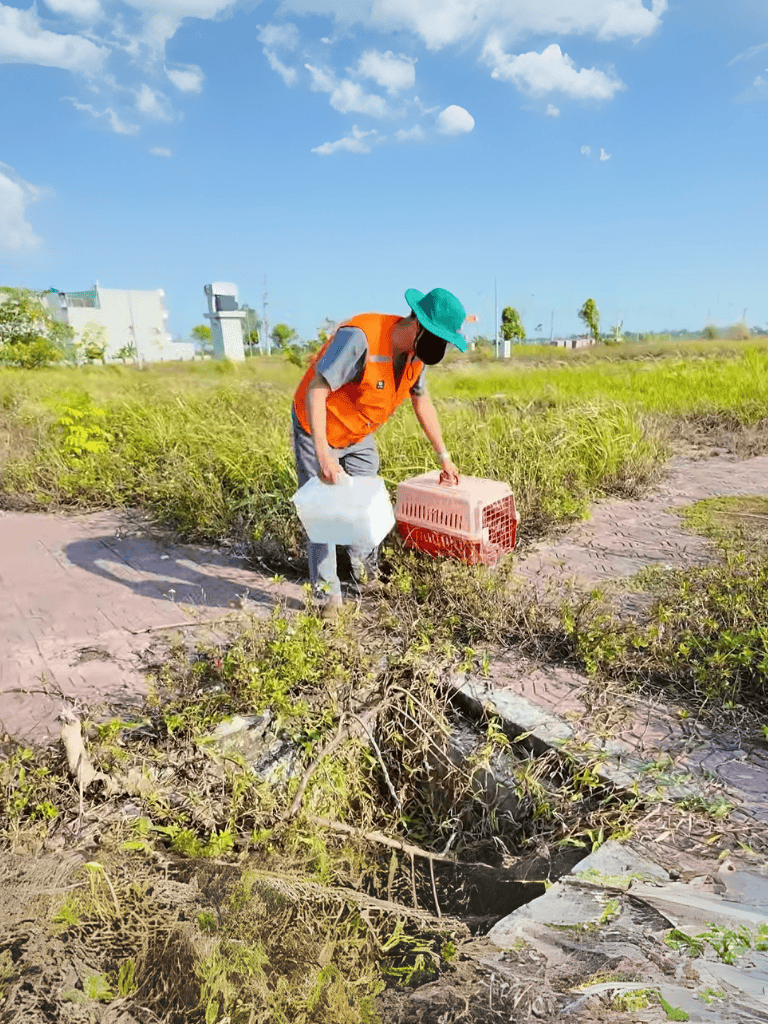 Cat rescue worker releasing cats in outdoor habitat.