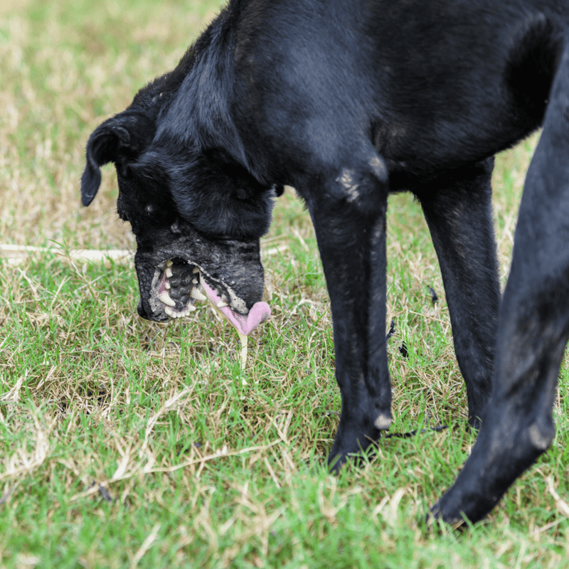 Black dog playing fetch on green grass, enjoying outdoor exercise and fun.