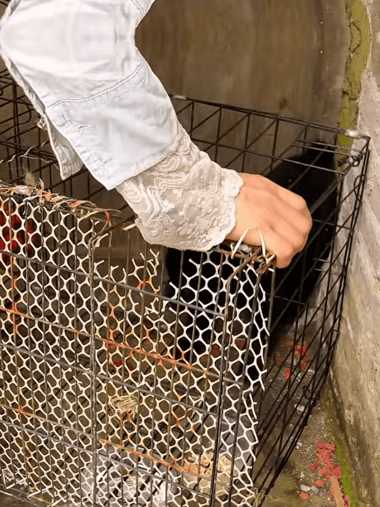 Dog rescue cage with person opening.