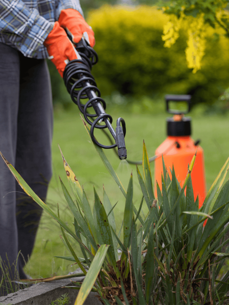 Pruning garden plants using a spray watering device for healthy growth and maintenance.