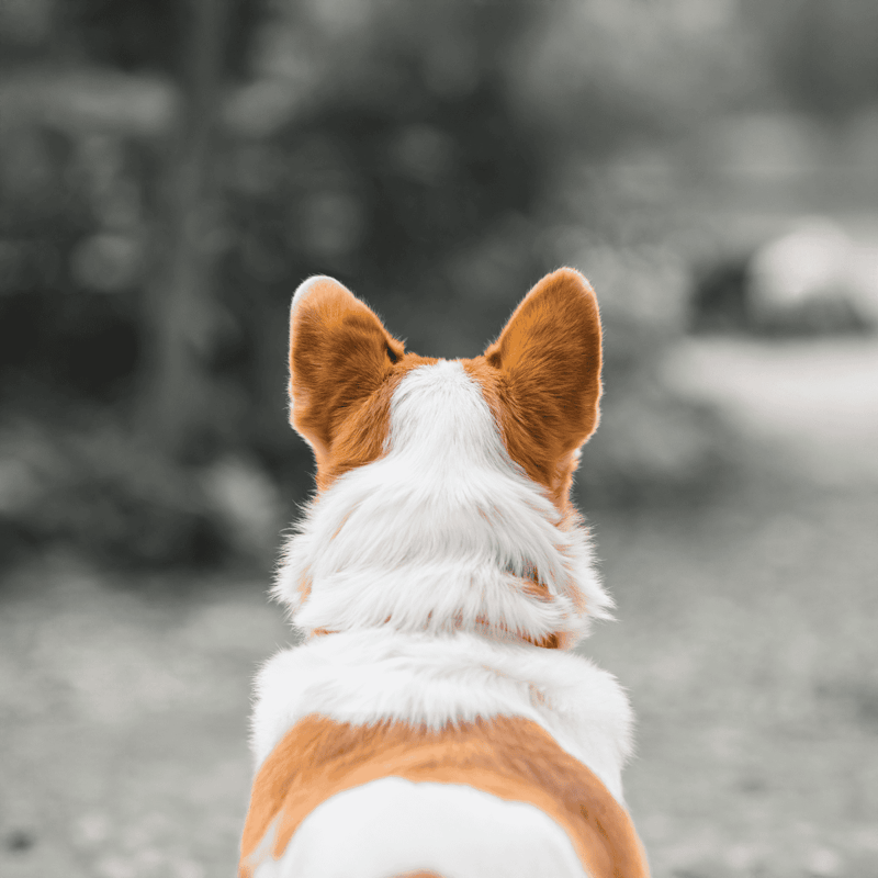 Dog rescue and health tips.