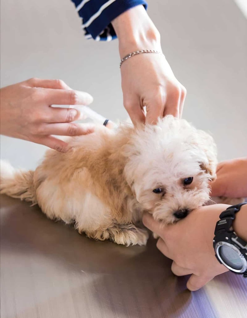 Adorable puppy receiving health check from veterinarian professionals.