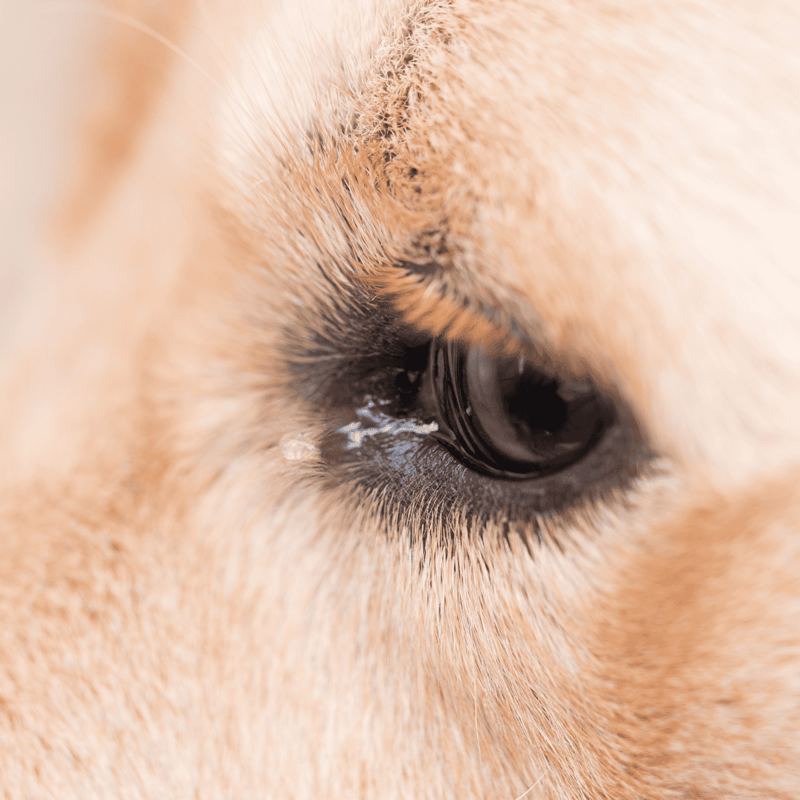 Close-up of a puppy's eye showcasing soft fur and expressive gaze.