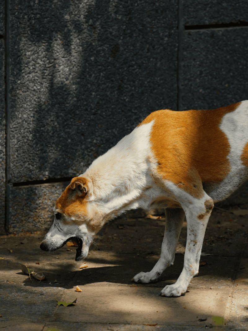 Dogclose-up of a curious dog sniffing on a concrete surface with a textured wall background.