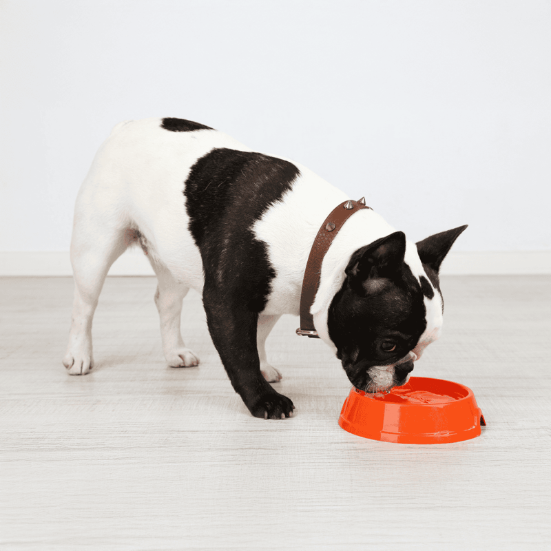 French Bulldog eating from bowl.