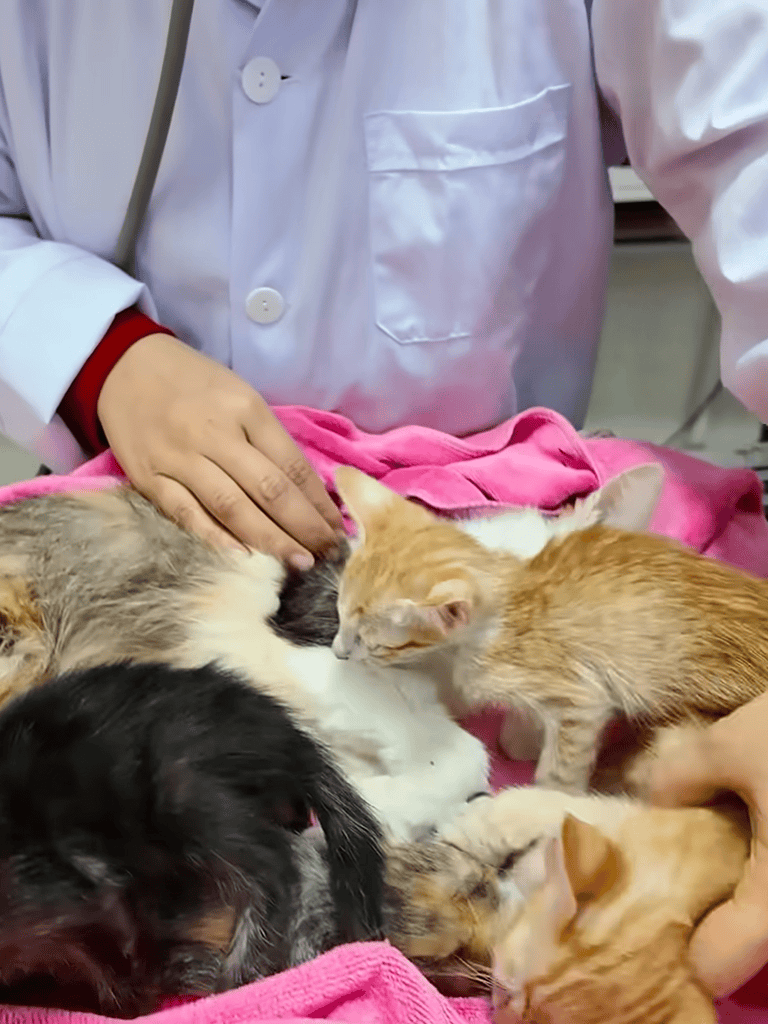 Friendly veterinarian examining kittens for health checkup.