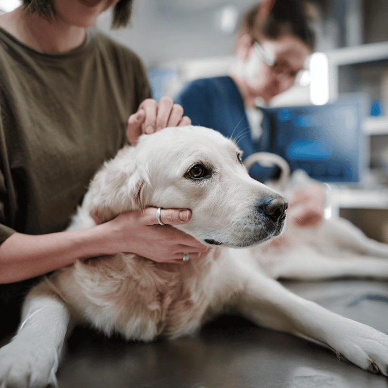Dog health checkup at vet clinic, ensuring wellness for your furry friend.