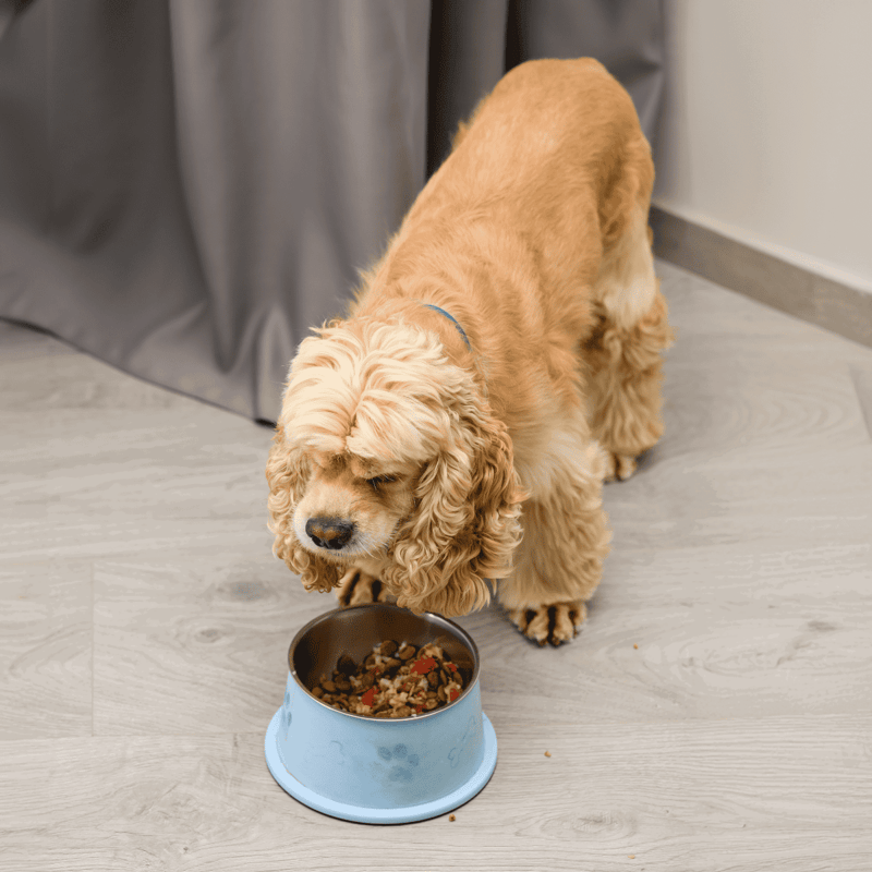 Cocker Spaniel puppy eating from bowl.