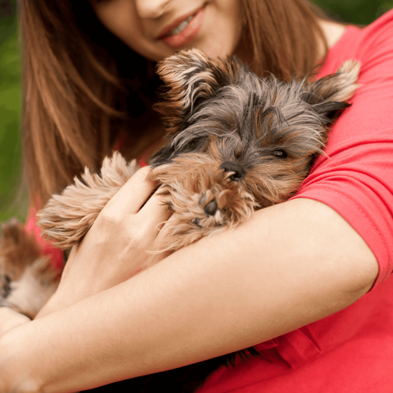 Adorable small puppy cuddling with a woman, showcasing dog bonding and care. Perfect for pet parenting and dog protection services.
