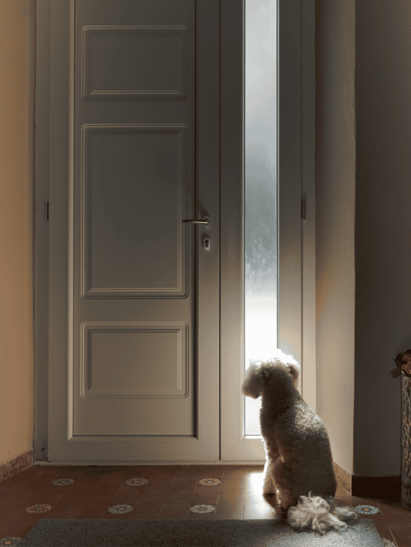 Cute small dog sitting by the front door, waiting to go outside.