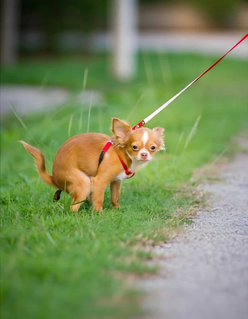 Cute long-haired Chihuahua on a walk with a red harness and leash, looking back while standing on grass near a sidewalk.