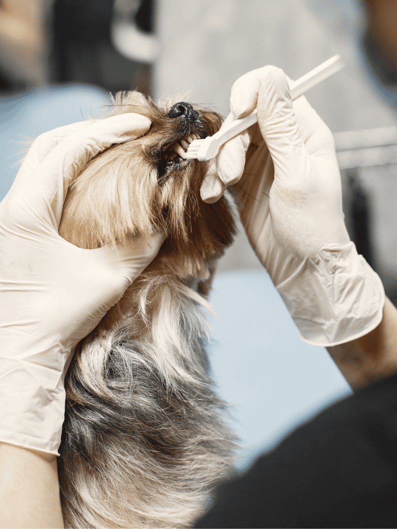 Close-up of veterinarian cleaning a dog's teeth with a toothbrush to promote pet oral health and hygiene.