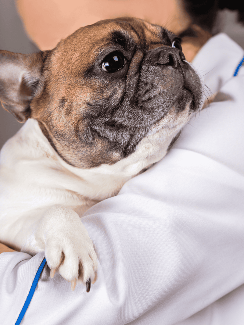Close-up of a French Bulldog receiving veterinary care, emphasizing pet health and wellness services.