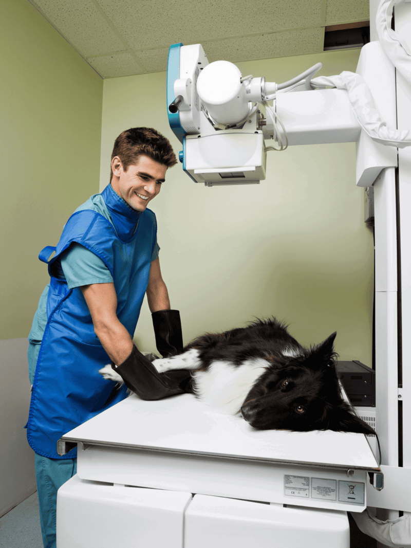 High-quality veterinary radiology for dogs, expert imaging services for pet health.