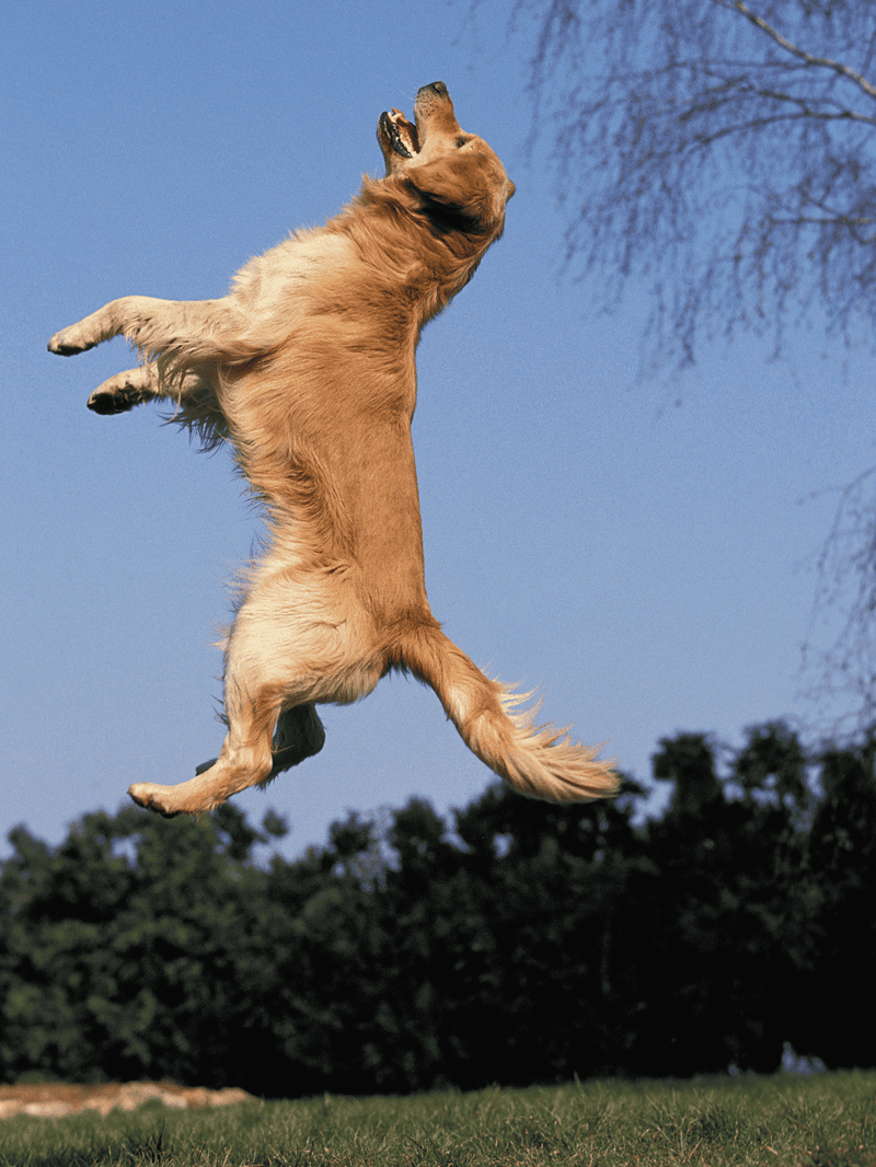 Golden retriever mid-jump in green park with blue sky background.