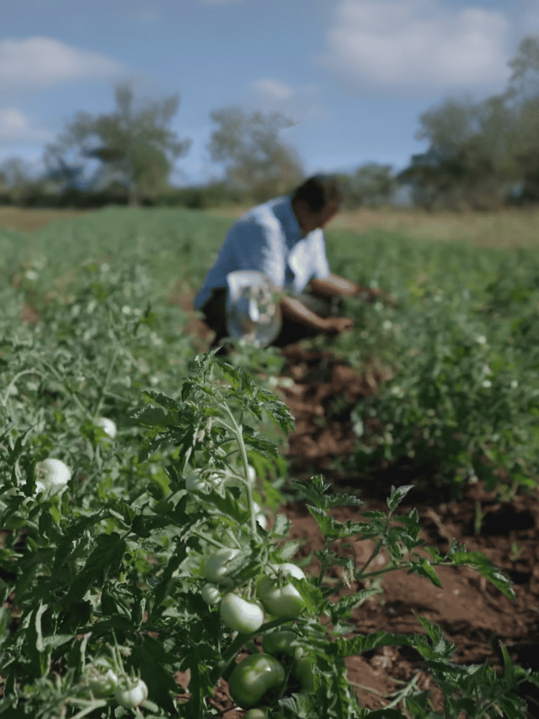 Man working in lush green tomato field.