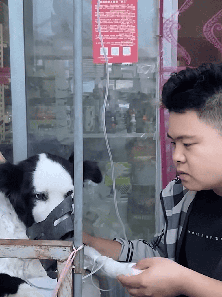 Dog fixing medical care for rescue dogs.