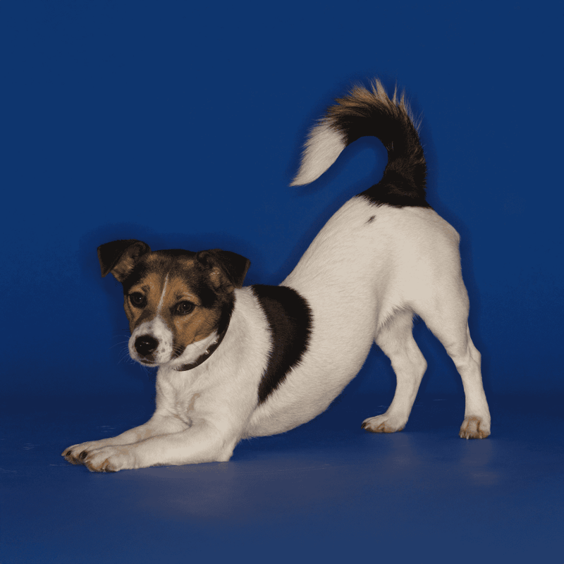 Adorable Jack Russell Terrier puppy with a white and brown coat, on a vibrant blue background.
