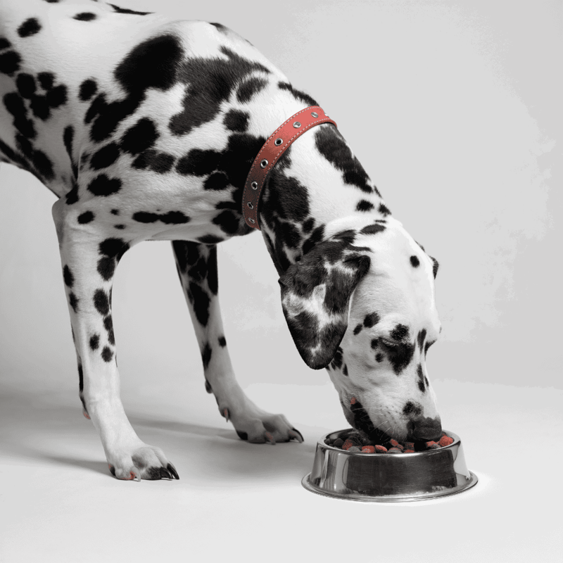 Dalmatian dog with black spots eating from a metal dish, showcasing pet food and dog care.