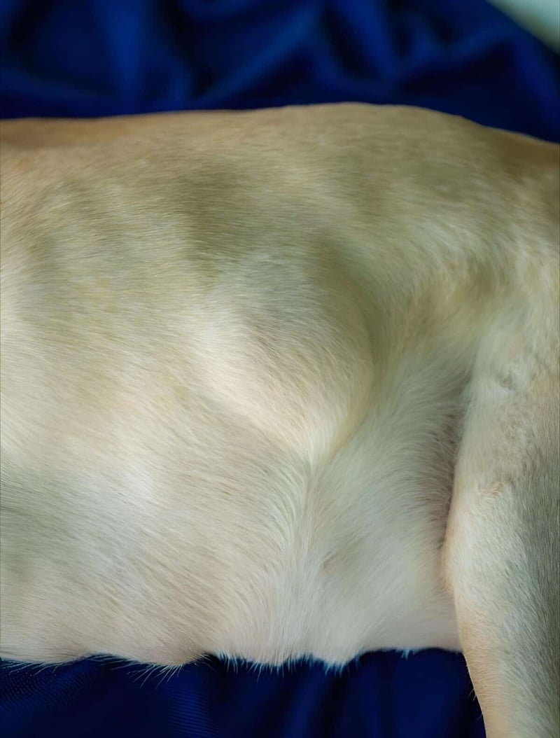 Close-up of a dog’s smooth, shiny, and healthy coat with soft fur.