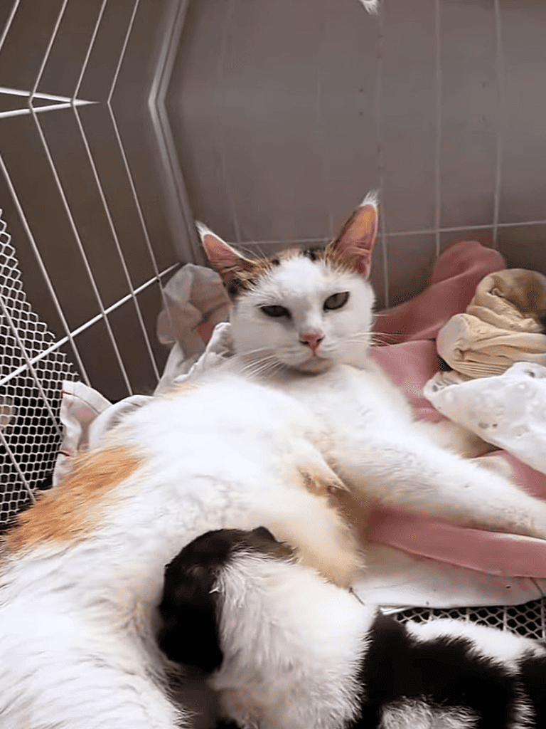 Adorable white and calico cat caring for tiny kittens inside a cozy enclosure.