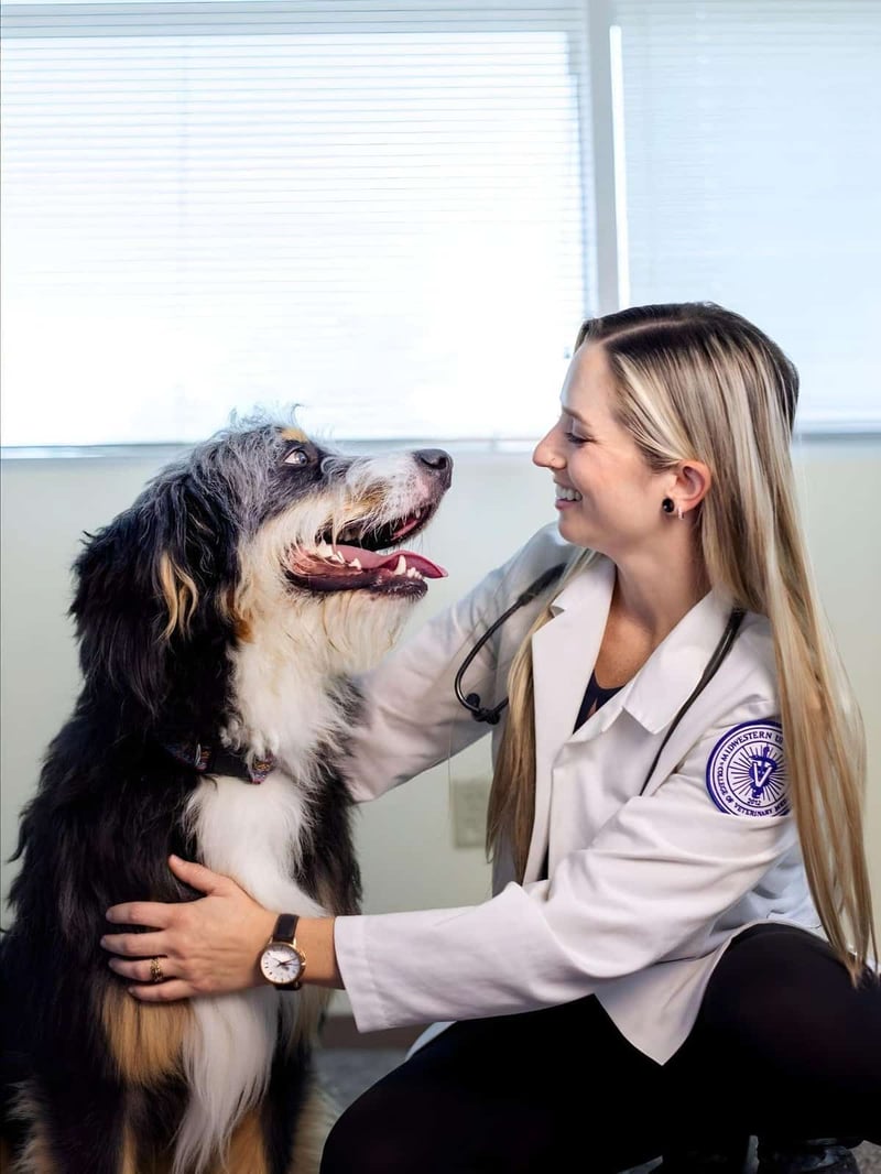 Alt text: Veterinarian examining a happy Bernese Mountain Dog in clinic.