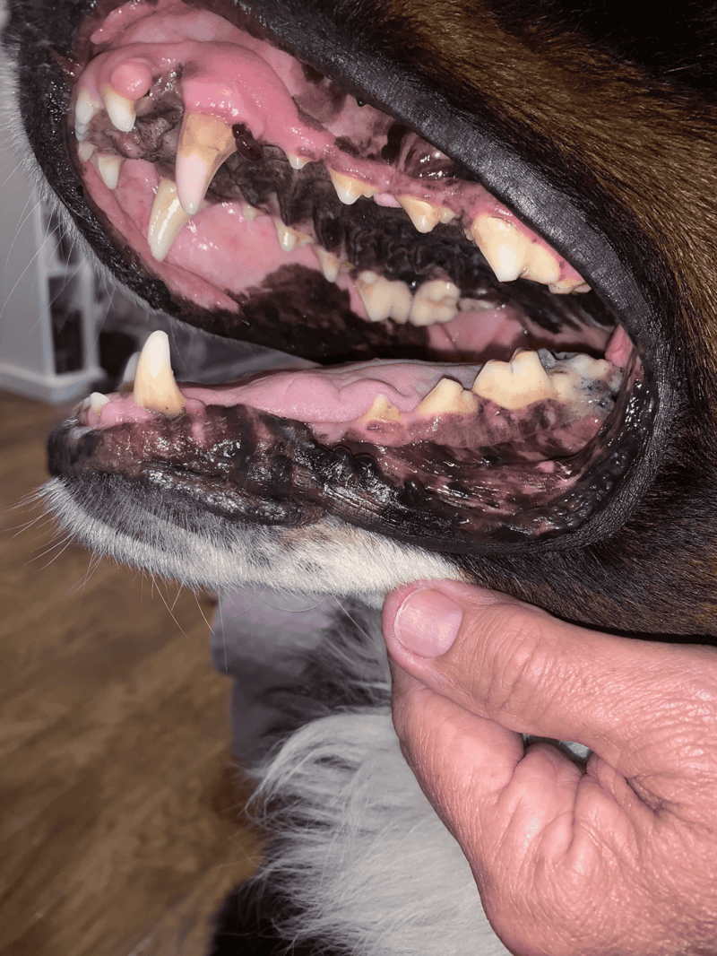 Close-up of a dog's mouth showing teeth and gums during dental check-up.