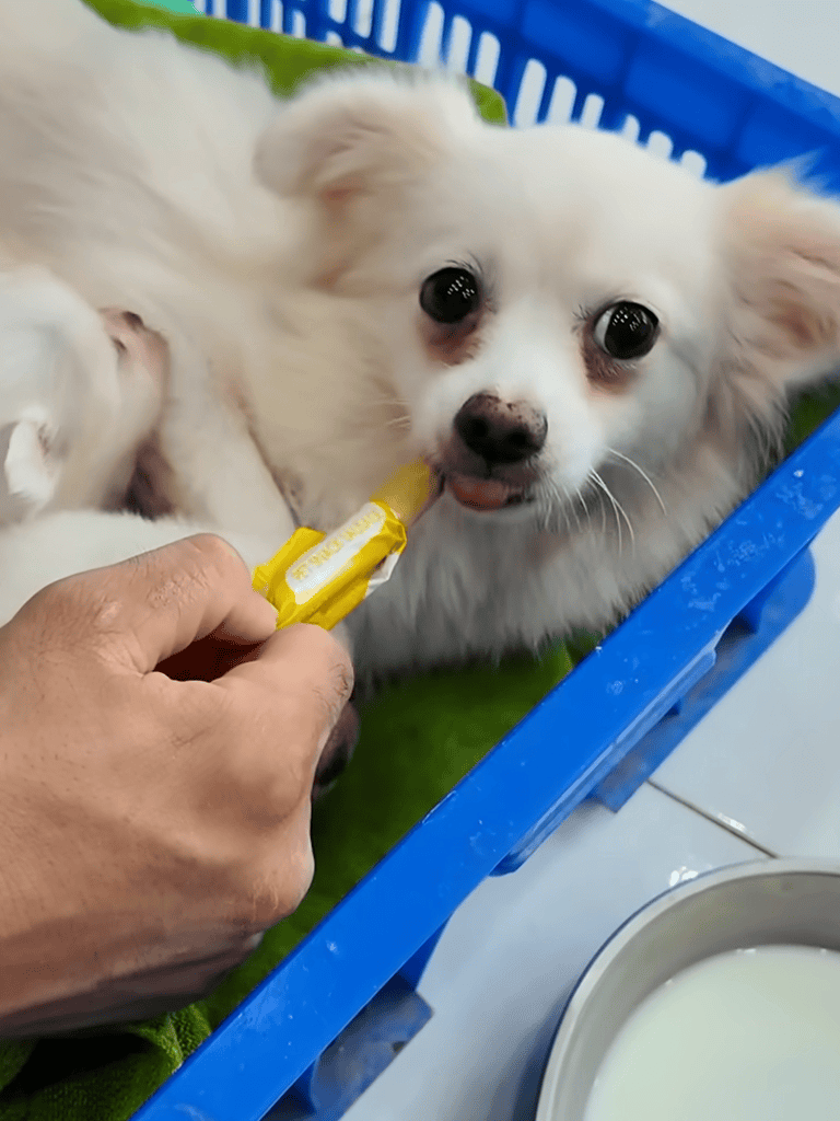 Adorable white puppy receiving milk supplement with syringe, in blue crate for pet health care.