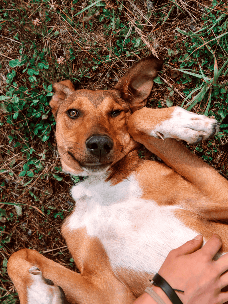 Lying dog outdoors, playful and relaxed in green grass with natural surroundings, perfect for dog care and outdoor pet activities.