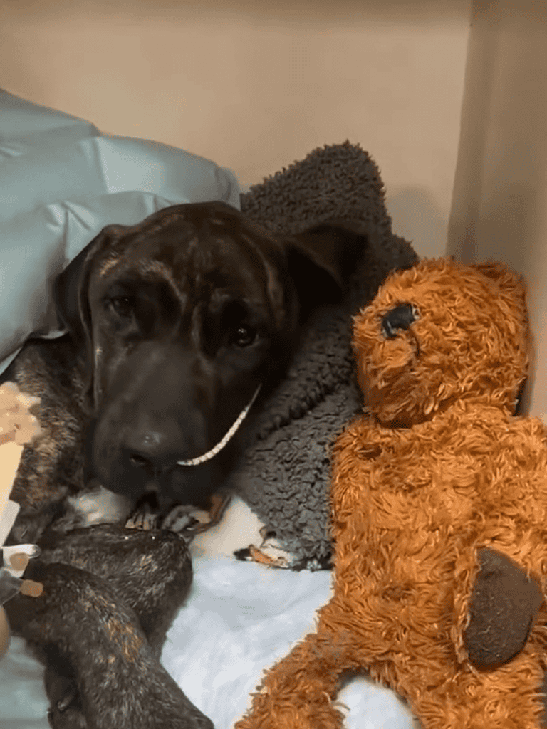Dog with plush teddy bear, cozy bed, and blanket in a warm home setting.